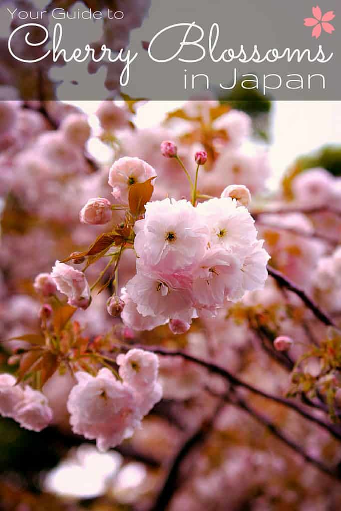 hanami-pin2