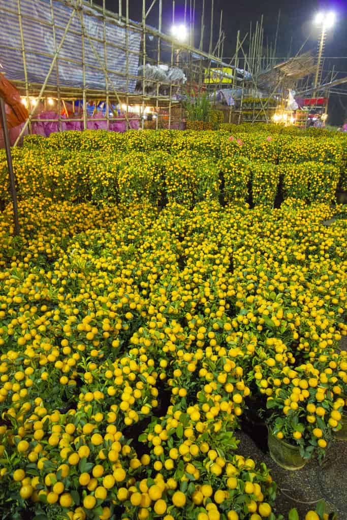 Hong Kong - Chinese New Year