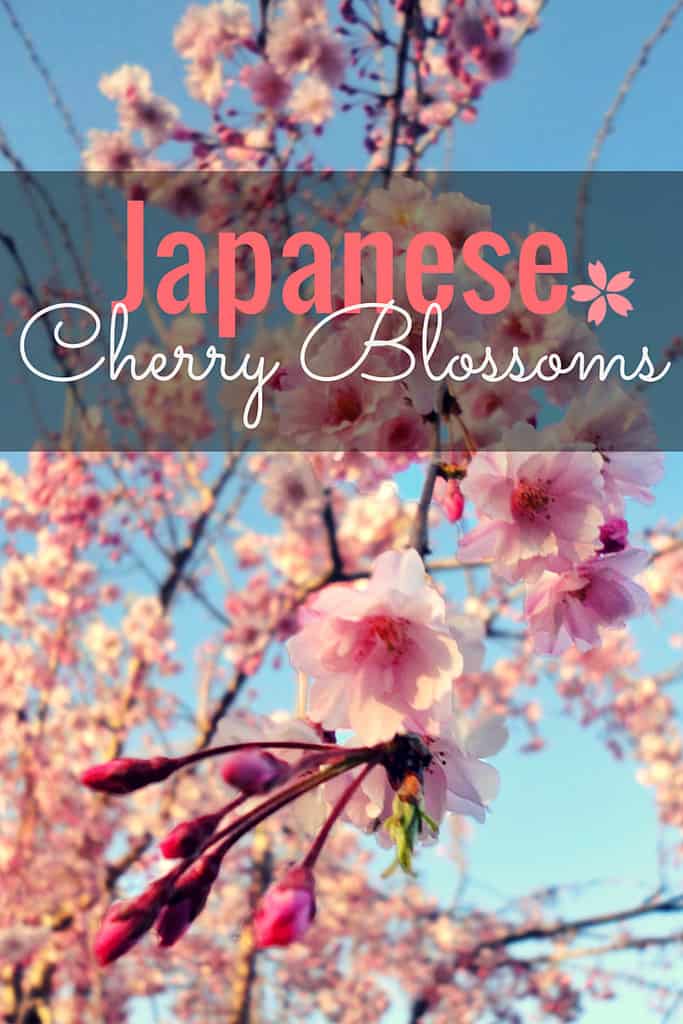 hanami-pin3