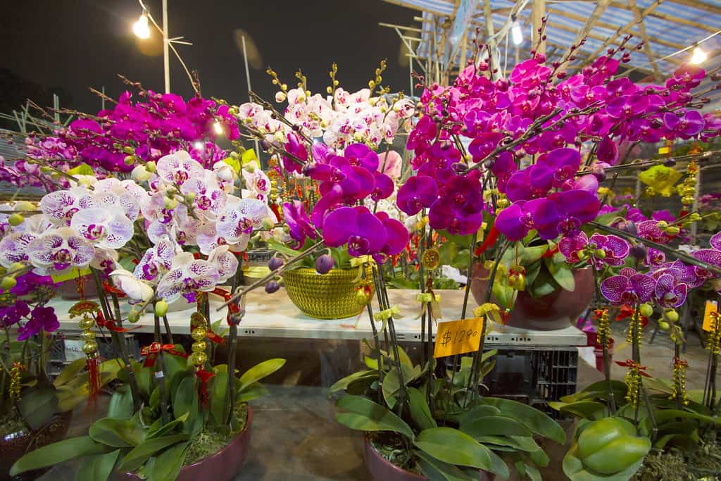 Hong Kong - Chinese New Year