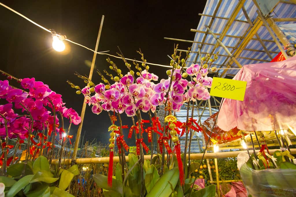 COME TOUR A LUNAR NEW YEAR FAIR WITH ME!