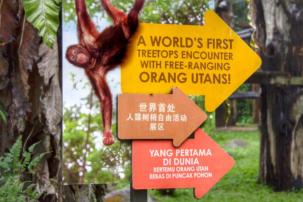 Spending The Day At Singapore Zoo
