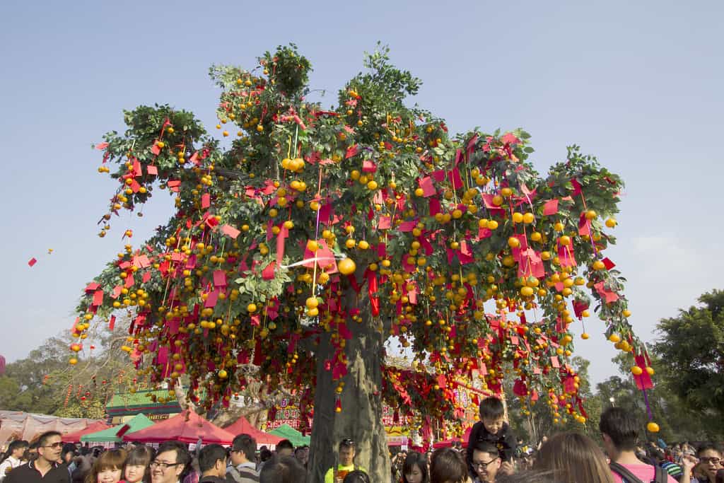 WISHING FOR HAPPINESS AT THE LAM TSUEN WISHING TREE