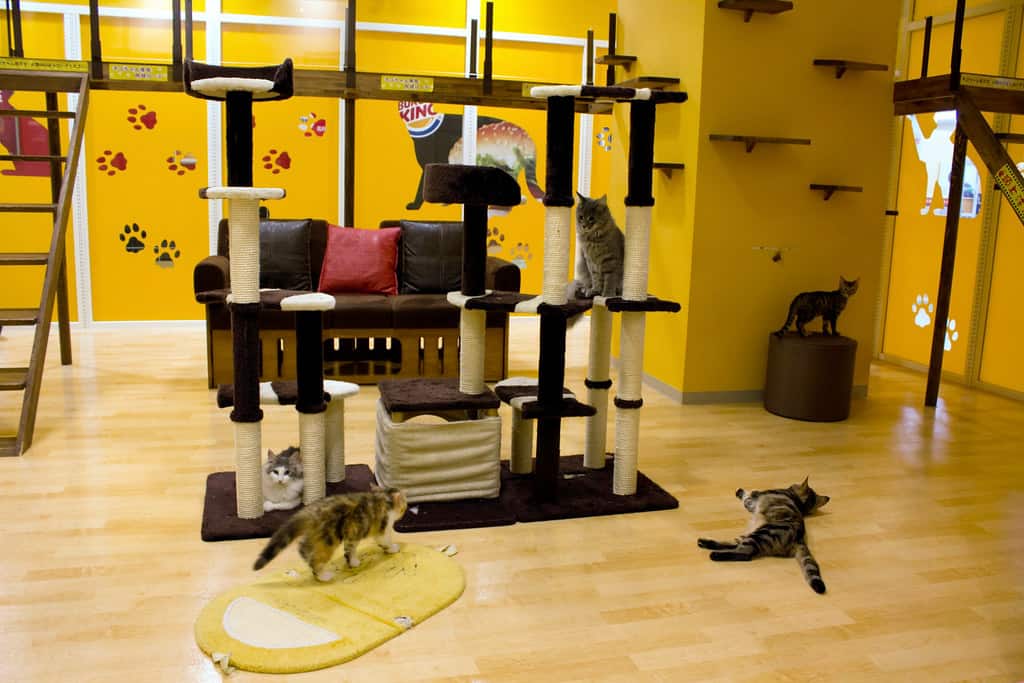 ADVENTURES AT A CAT CAFE (OR THE DAY I BECAME A CRAZY CAT LADY)