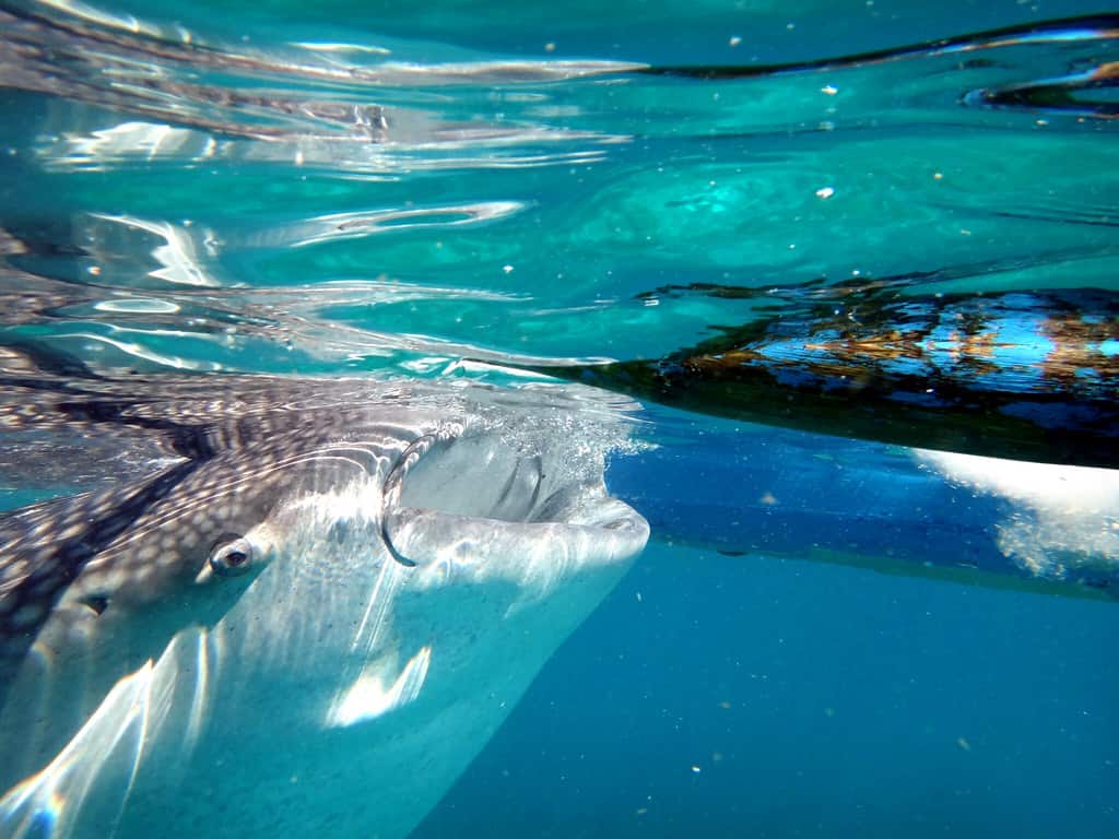 SWIMMING WITH WHALE SHARKS IN OSLOB