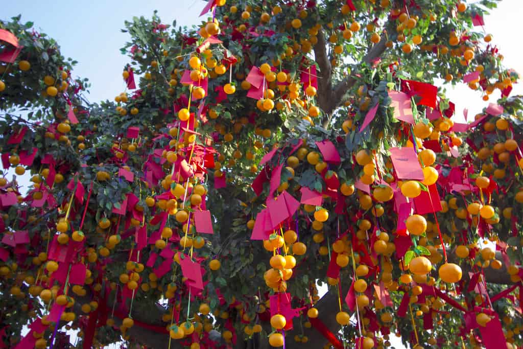 Hong Kong - Chinese New Year