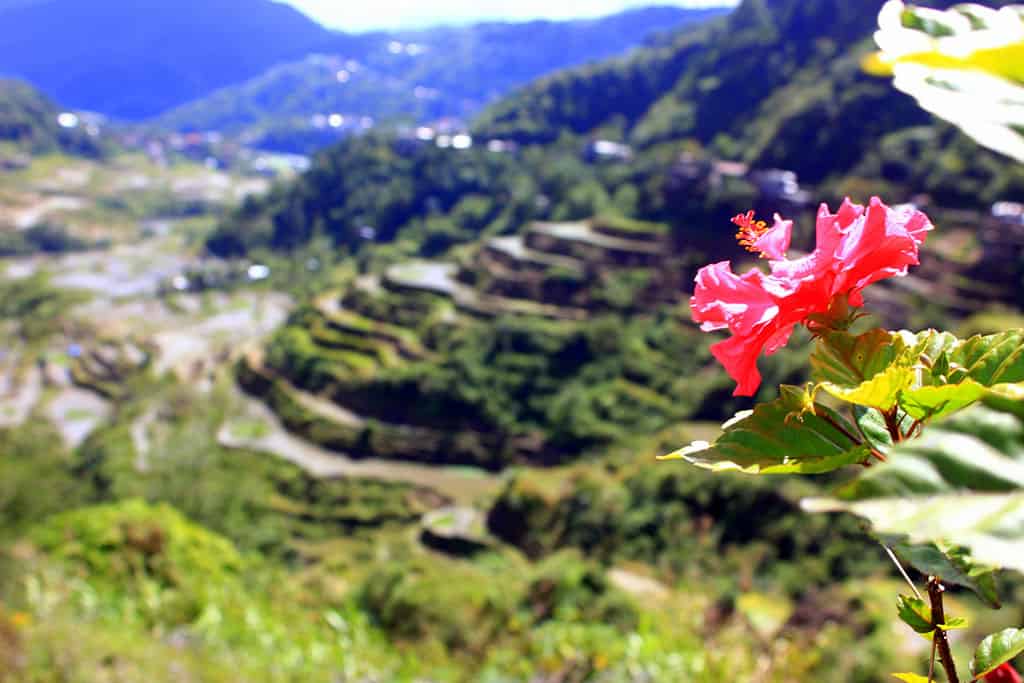 Rice-Terraces-Banaue-3