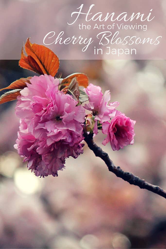 hanami-pin1