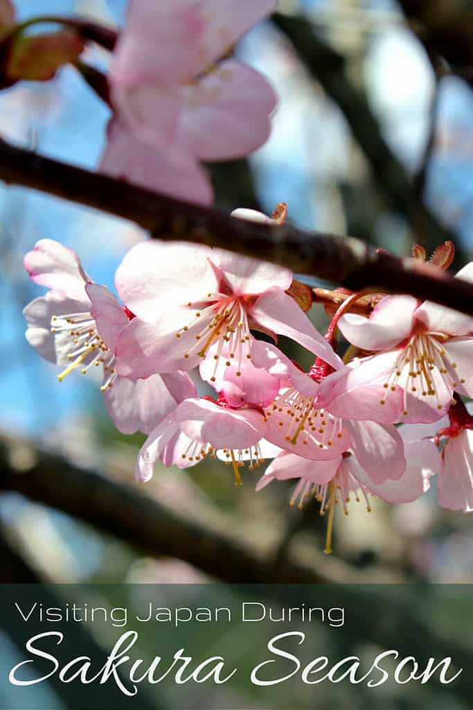 hanami-pin5