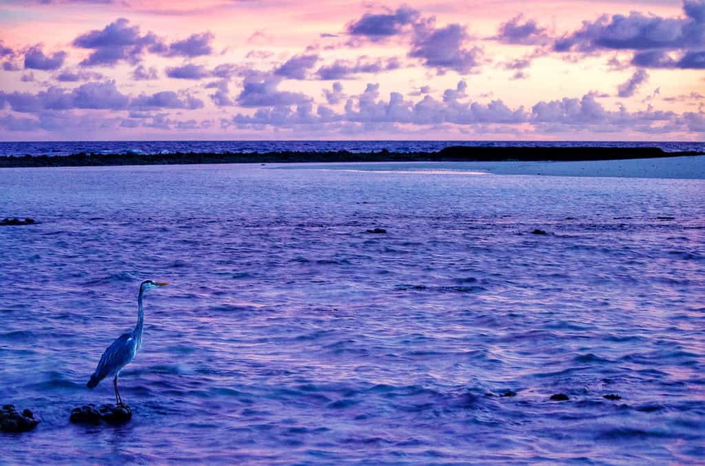 FOTO FRIDAY: HERON AT SUNSET
