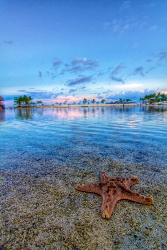 FOTO FRIDAY: STARFISH IN PARADISE
