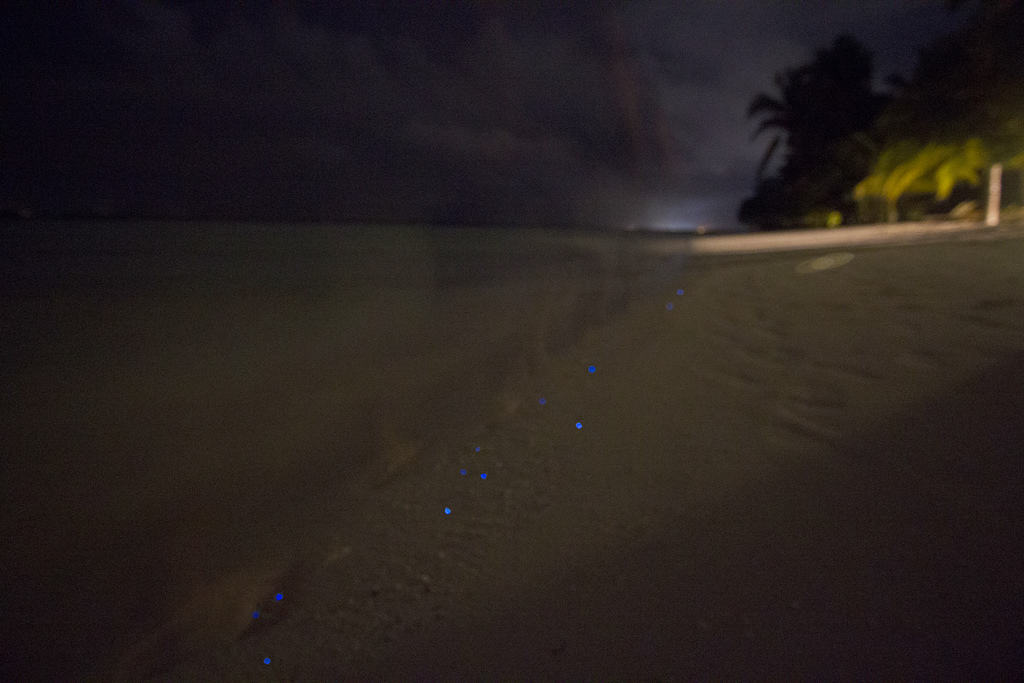 Maldives - Nov 2013