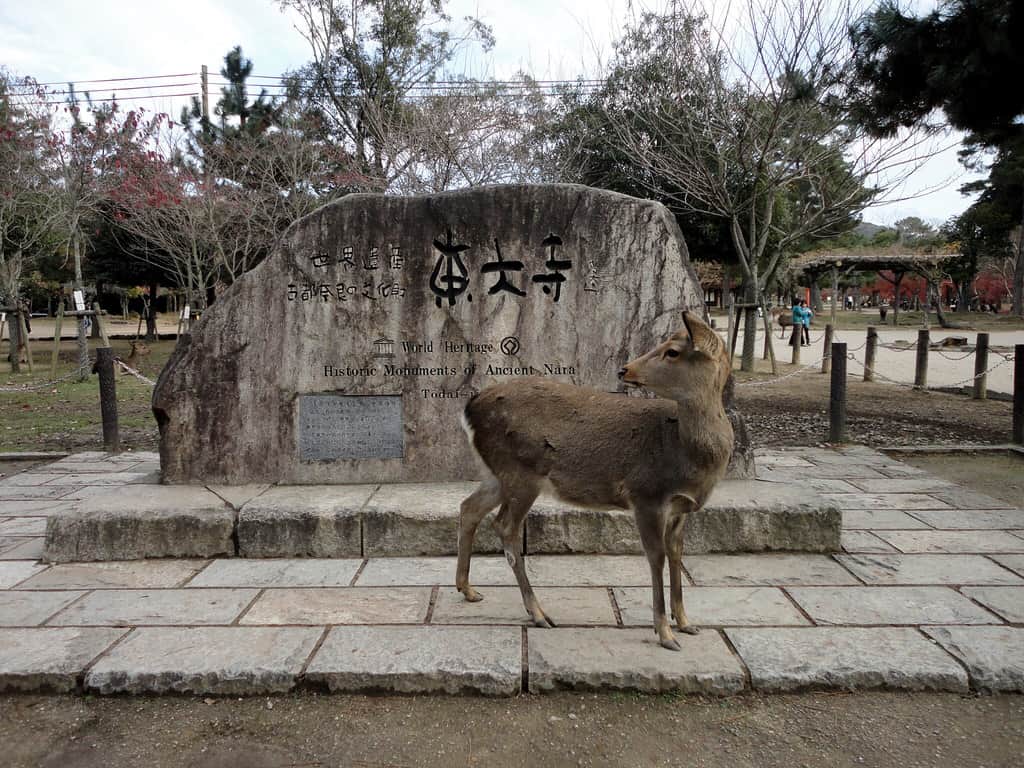IF YOU GIVE A DEER A CRACKER