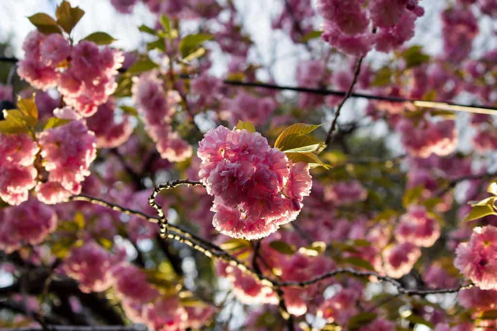 SAKURA SAKU