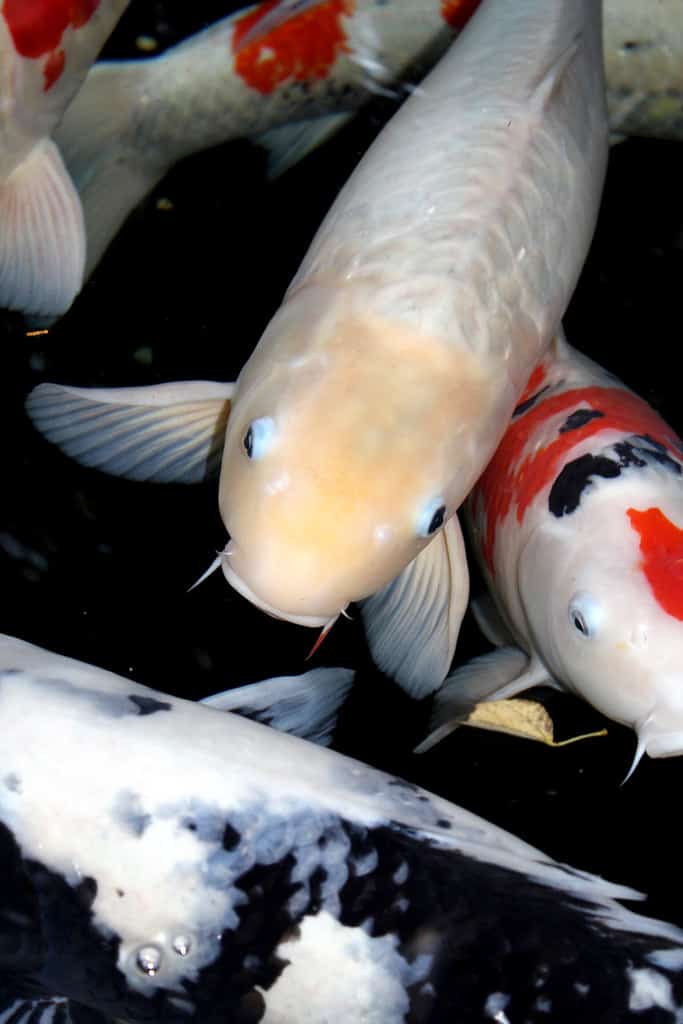 Ise, Japan - 2011