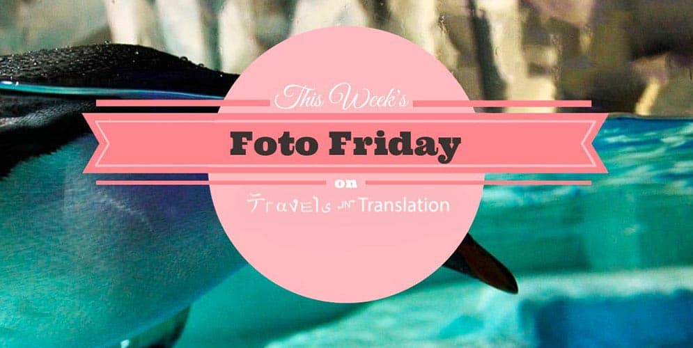 FOTO FRIDAY: WORLD PENGUIN DAY