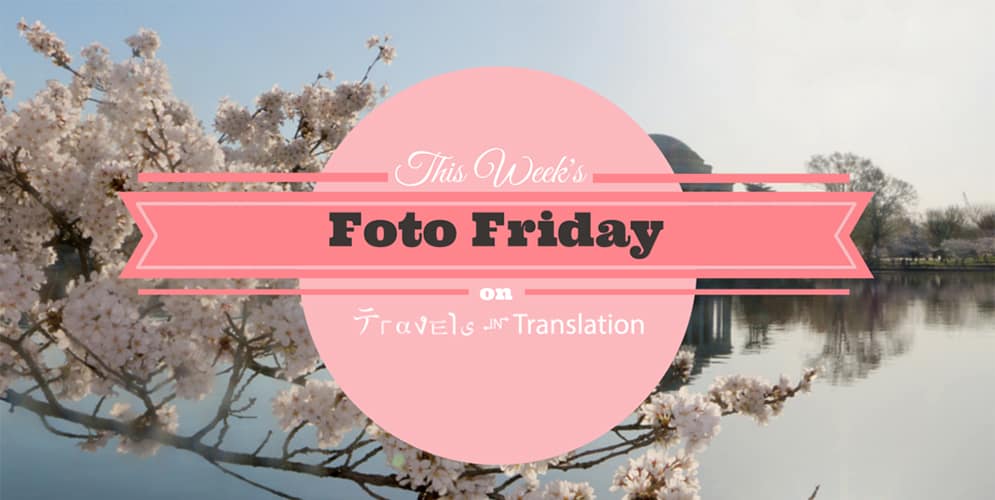 FOTO FRIDAY: CHERRY BLOSSOMS AT TIDAL BASIN