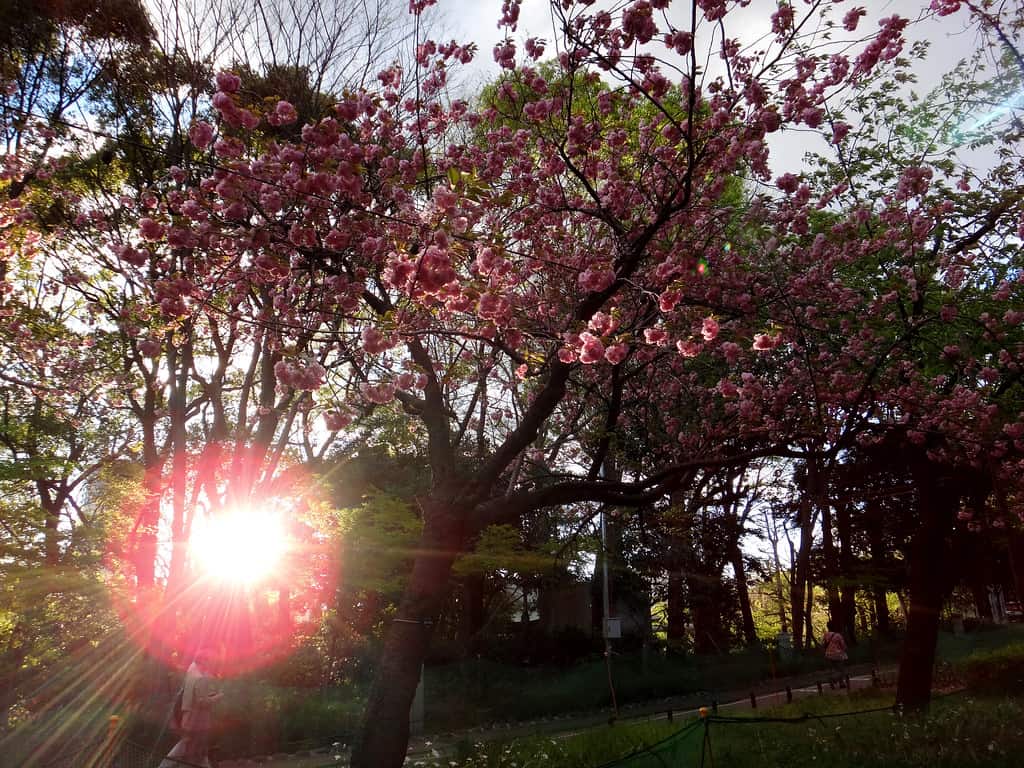 FOTO FRIDAY: UENO SAKURA