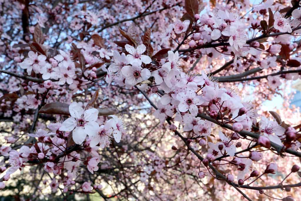 FOTO FRIDAY: SPRING IN BUCHAREST