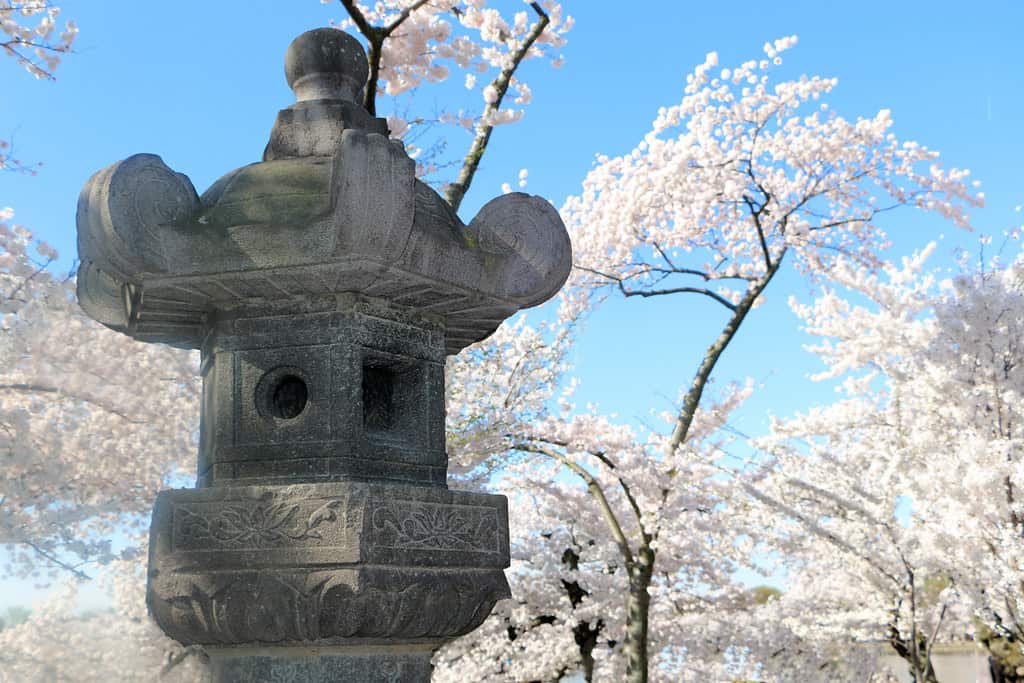 FOTO FRIDAY: JAPANESE LANTERN ON TIDAL BASIN