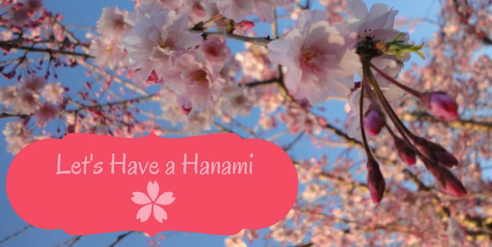 LET’S HAVE A HANAMI!