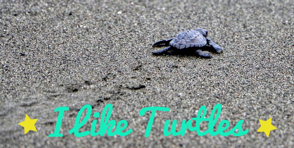 I LIKE TURTLES