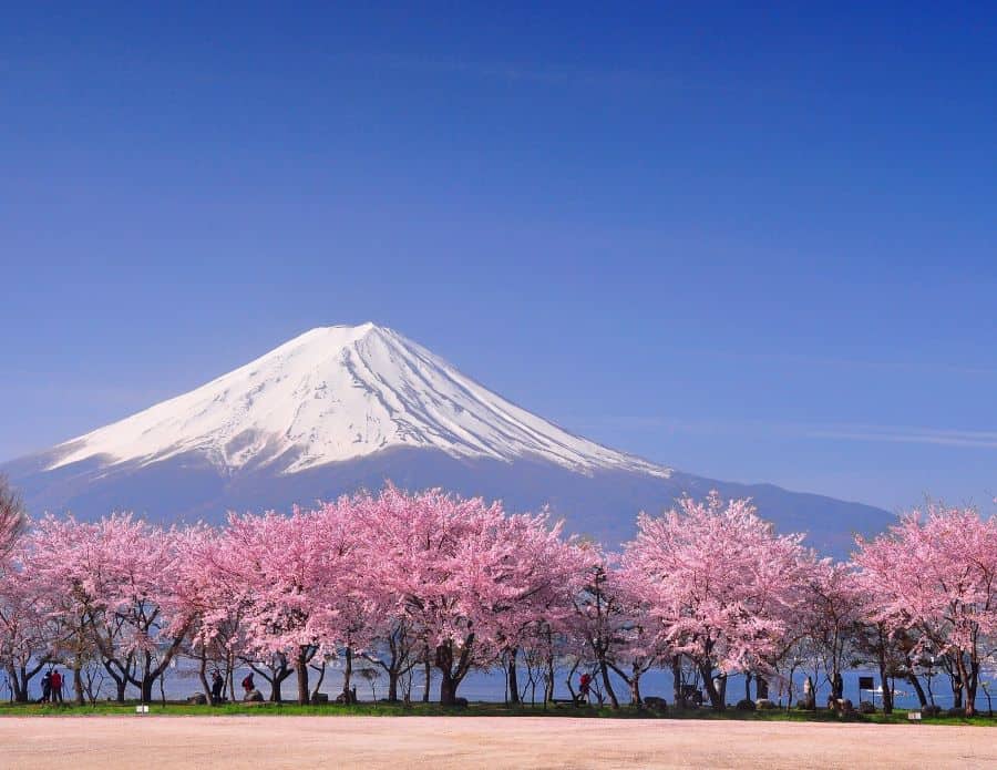 Japanese Cherry Blossom Tree Decor