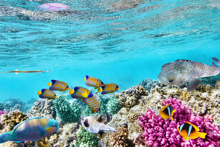 4 Things to Do at The Great Barrier Reef in Queensland