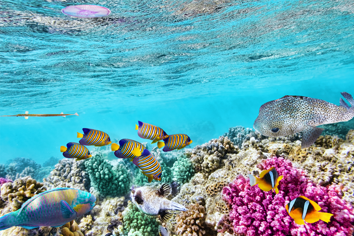 4 Things to Do at The Great Barrier Reef in Queensland, Australia