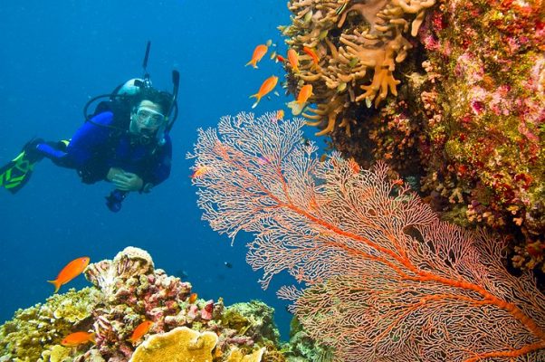 4 Things to Do at The Great Barrier Reef in Queensland, Australia