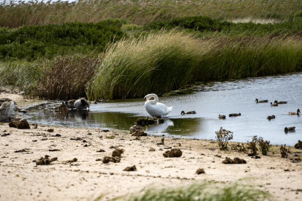 The Main Reasons to Book a Trip to Nantucket 