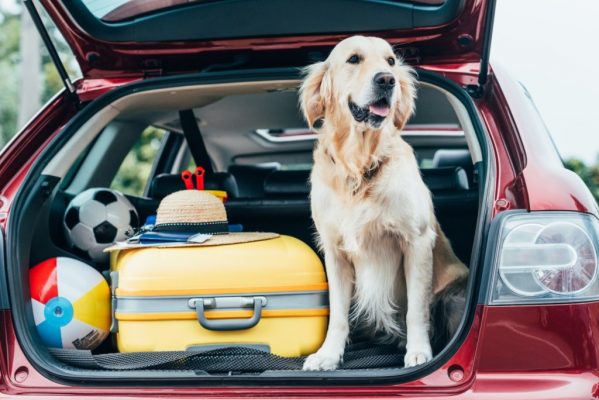 What Items Should You Pack in Your Pup’s Travel Bag?