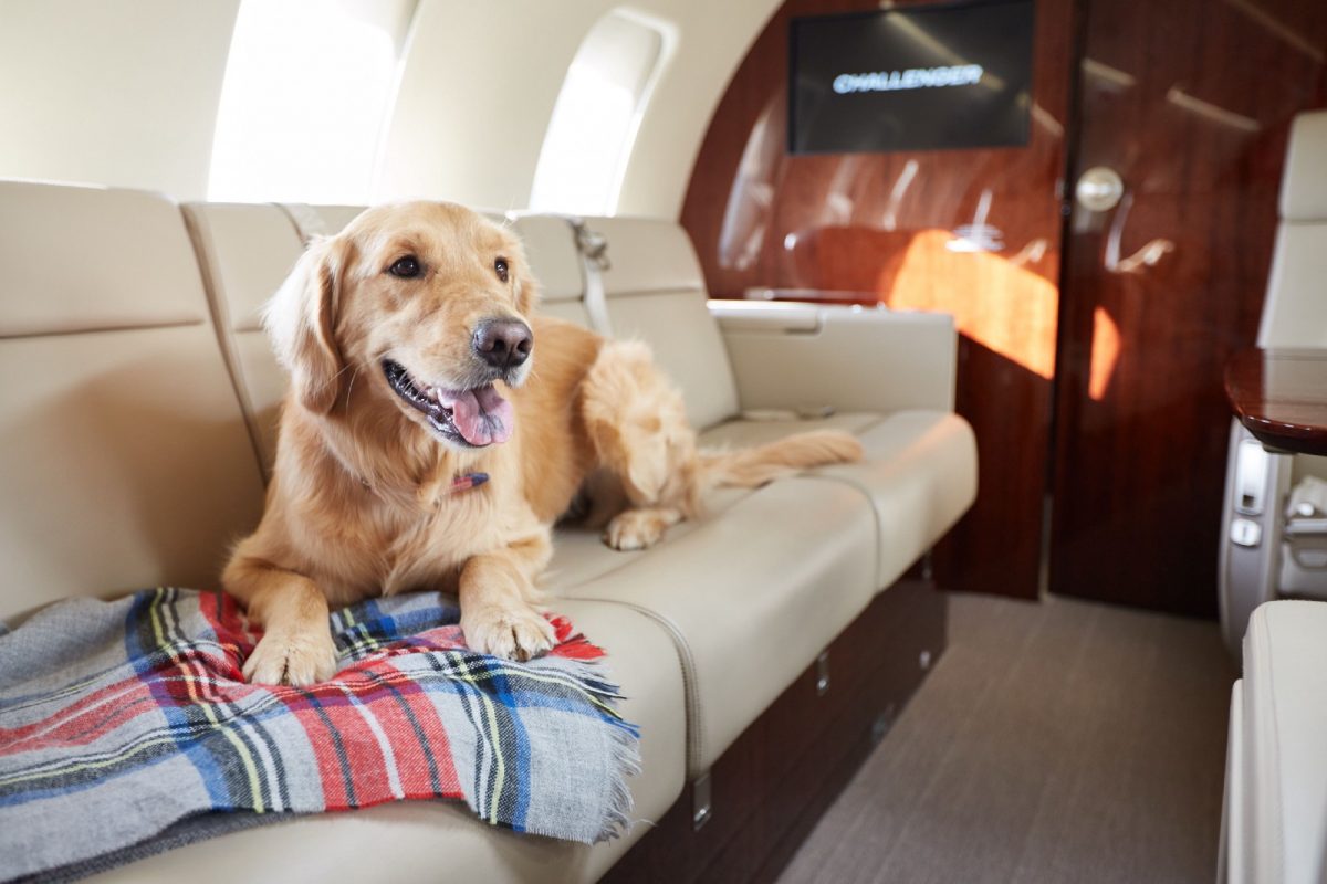 How to Prepare Your Pet for a Private Jet Experience