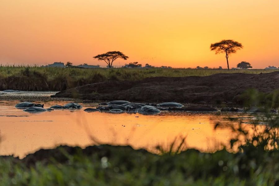 Into the Wild: Best Tanzania Safari Experience